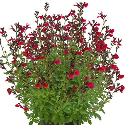 Salvia 'Visional Wine Red' - Salvei 'Visional Wine Red' 